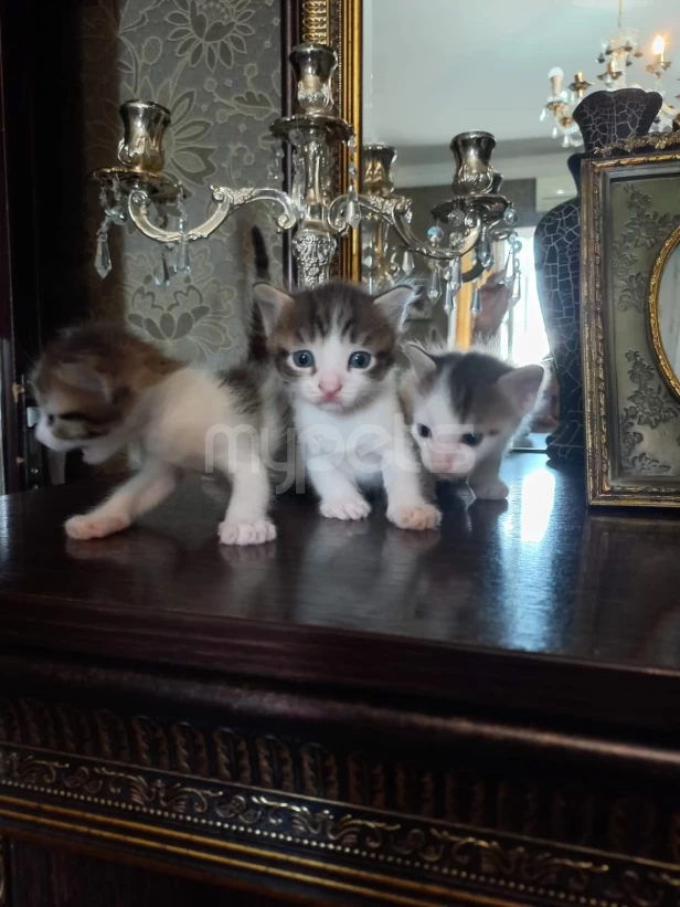 1  ayliq  balalar   yeni   sahiblerini  gozleyir