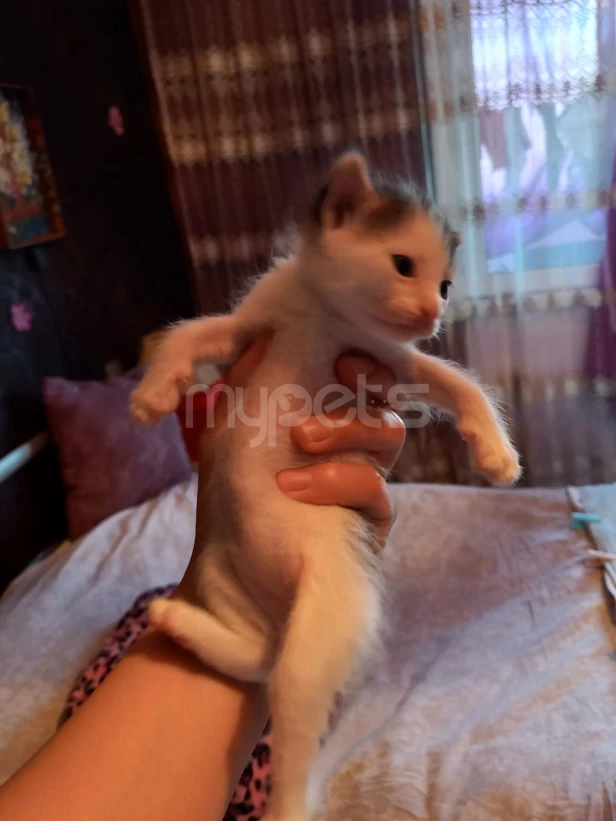 1  ayliq  balalar   yeni   sahiblerini  gozleyir