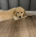 Golden Retriever satılır(2 aylıq / erkək)