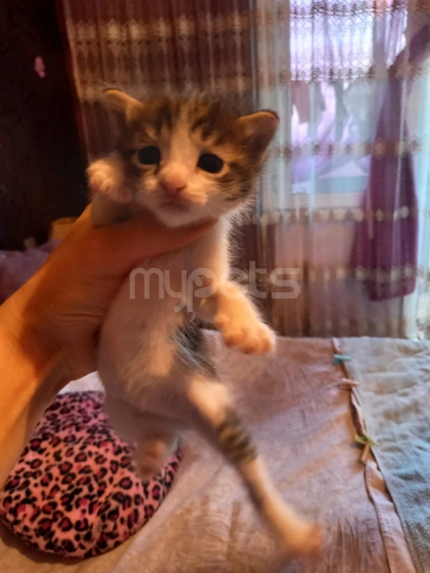 1  ayliq  balalar   yeni   sahiblerini  gozleyir