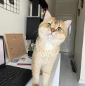 SAFKAN PİŞİK CÜTLEŞTİRME
