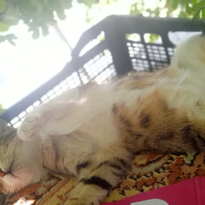 Catnimi