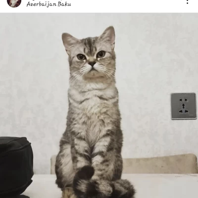 Mycattishlife