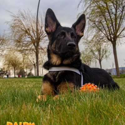 Dog Ralphie
