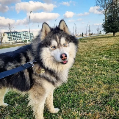 Leo